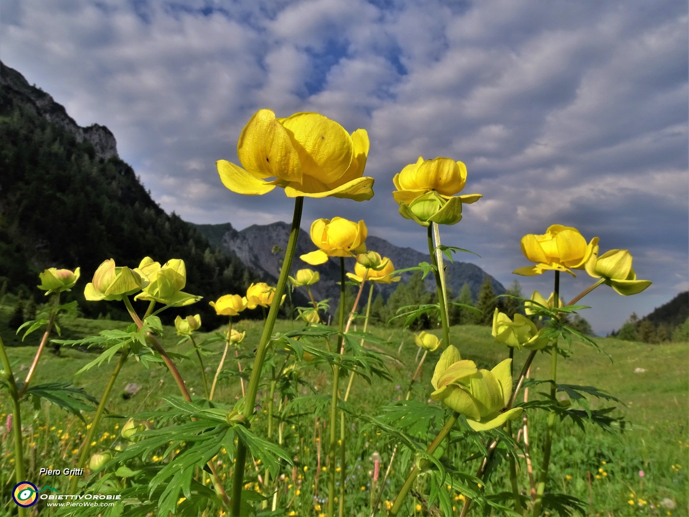 01 Trollius europaeus (Botton d'oro), distese nei prati della Casera Mezzeno (1598 m) .JPG